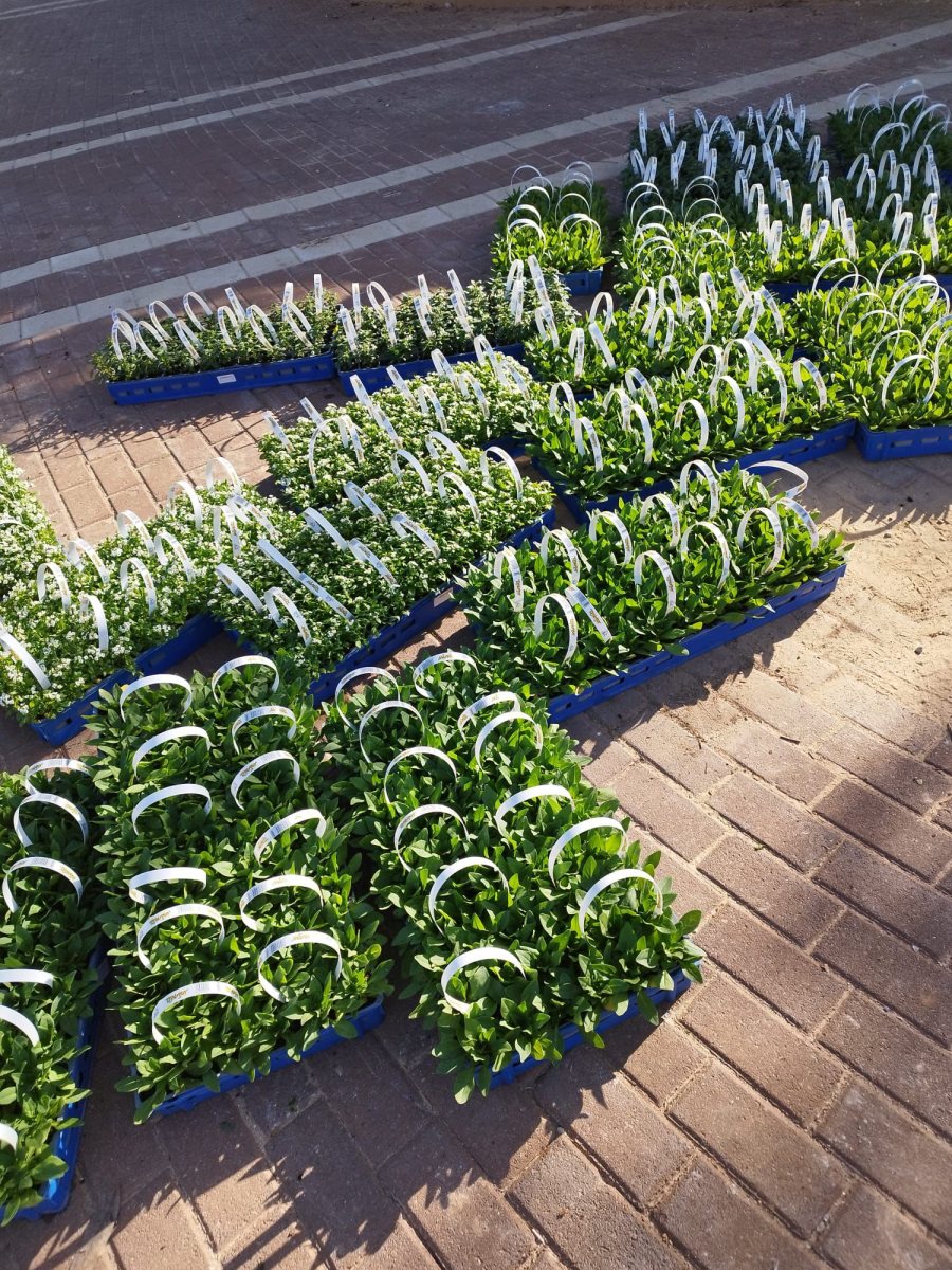 מועצה מקומית גדרה