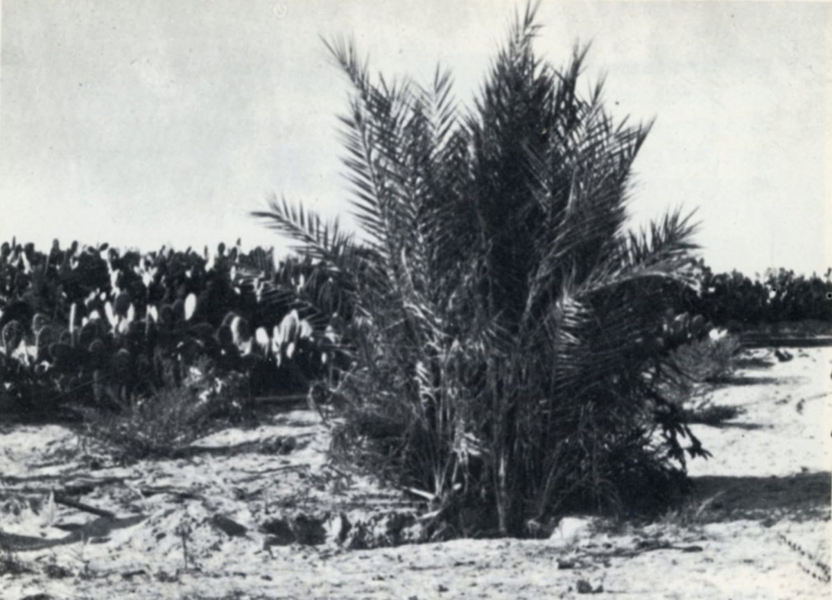 מועצה מקומית גדרה 