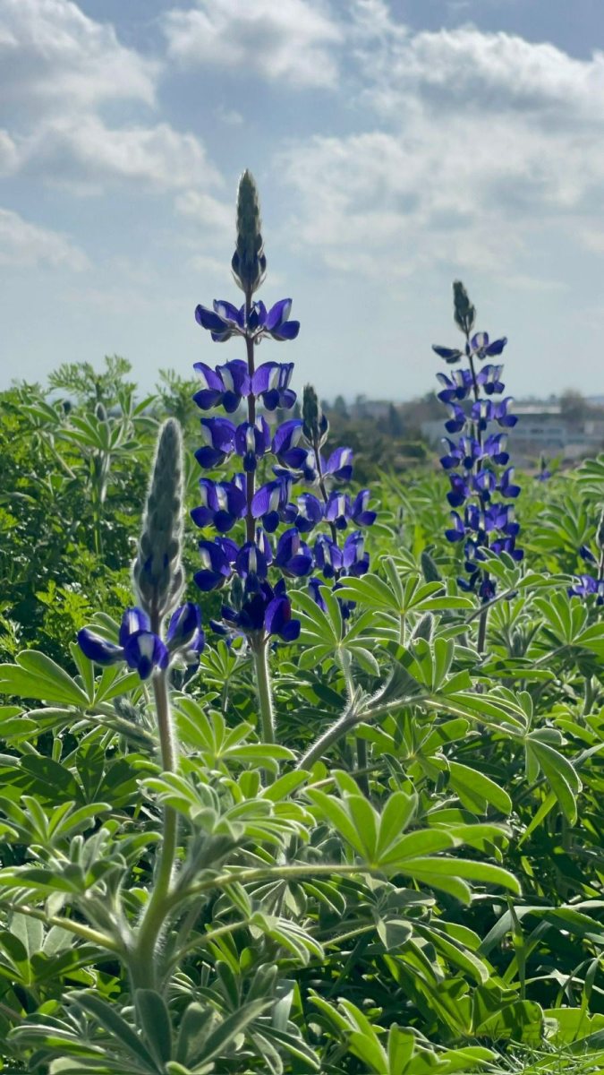 מועצה מקומית גדרה
