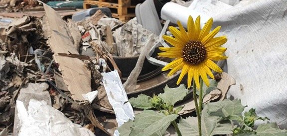 אלה בן עזרא, הילה בז׳רנו 