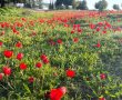 קרן קימת לישראל מזמינה אתכם לטיולי פריחות במרחב דרום לרגל דרום אדום  2024