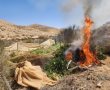 בתוך שעות ספורות בלבד: כוחות מג"ב הצליחו לאתר 65 חממות סמים בנגב