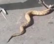 היזהרו ושימו לב: החלה באופן רשמי עונת הנחשים