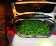 המאבק בגניבות החקלאיות: 162 ק״ג אבוקדו החשודים כגנובים נתפסו ברכב סמוך לגדרה