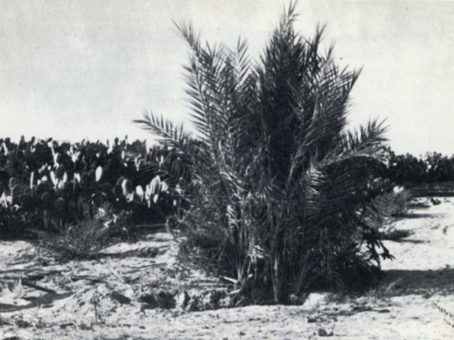 מועצה מקומית גדרה 