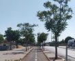 מכעיס: העירייה אישרה לכרות 18 עצים, ולא תאמינו בשביל מה