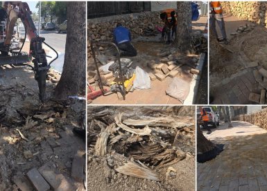 צילומים: מועצה מקומית גדרה