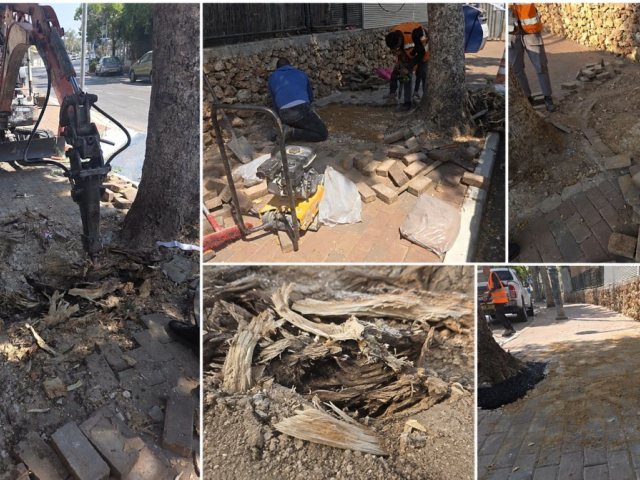 צילומים: מועצה מקומית גדרה