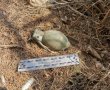 אלימות משתוללת באשדוד: רימון הושלך לבניין דירות בעיר
