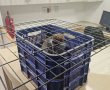 תעשיית החיות המוברחות בנגב: קופים נוספים נתפסו ביממה האחרונה