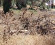 מחדשים את הריאות הירוקות של גדרה: החלה עבודת שיקום החורשות והחלפת עצים מסוכנים