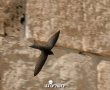 סיסים מקננים בכותל המערבי
